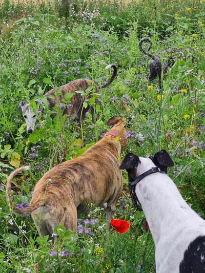 Windhunde - Treffen der besonderen Schönheiten
HERZLICH WILLKOMMEN-Beitrag-Bild