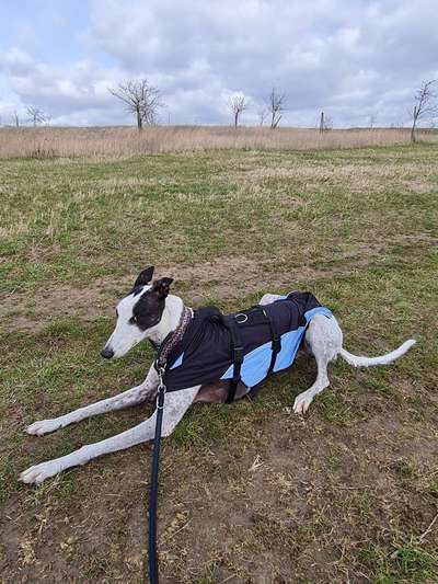 Windhunde - Treffen der besonderen Schönheiten
HERZLICH WILLKOMMEN-Beitrag-Bild