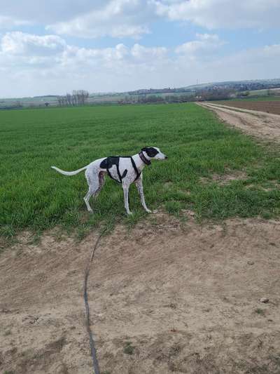 Windhunde - Treffen der besonderen Schönheiten
HERZLICH WILLKOMMEN-Beitrag-Bild