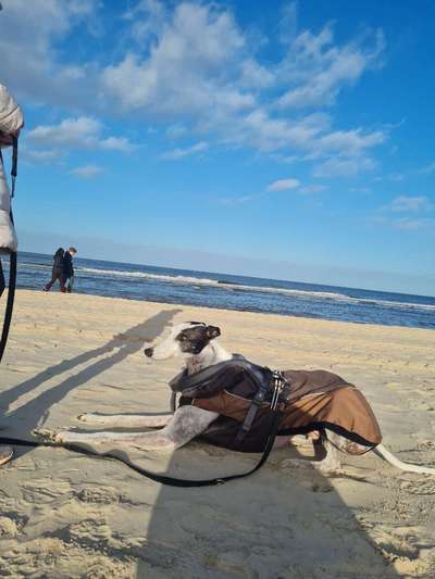 Windhunde - Treffen der besonderen Schönheiten
HERZLICH WILLKOMMEN-Beitrag-Bild