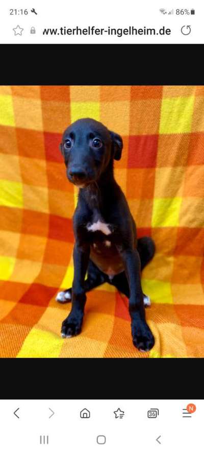 Windhunde - Treffen der besonderen Schönheiten
HERZLICH WILLKOMMEN-Beitrag-Bild