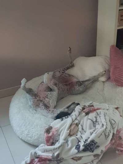 Windhunde - Treffen der besonderen Schönheiten
HERZLICH WILLKOMMEN-Beitrag-Bild