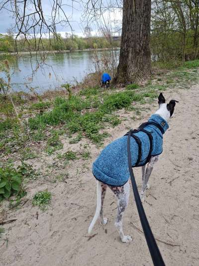 Windhunde - Treffen der besonderen Schönheiten
HERZLICH WILLKOMMEN-Beitrag-Bild