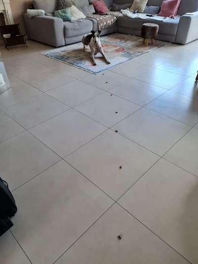 Windhunde - Treffen der besonderen Schönheiten
HERZLICH WILLKOMMEN-Beitrag-Bild