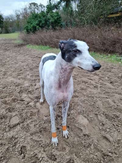 Windhunde - Treffen der besonderen Schönheiten
HERZLICH WILLKOMMEN-Beitrag-Bild