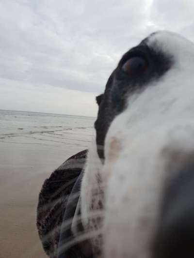 Windhunde - Treffen der besonderen Schönheiten
HERZLICH WILLKOMMEN-Beitrag-Bild