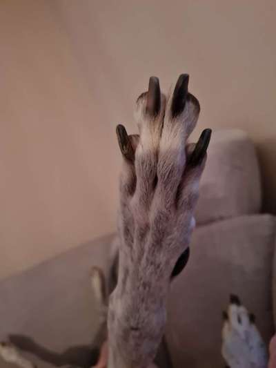 Windhunde - Treffen der besonderen Schönheiten
HERZLICH WILLKOMMEN-Beitrag-Bild