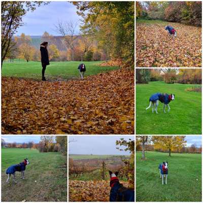 Windhunde - Treffen der besonderen Schönheiten
HERZLICH WILLKOMMEN-Beitrag-Bild
