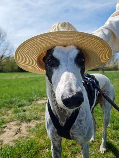 Windhunde - Treffen der besonderen Schönheiten
HERZLICH WILLKOMMEN-Beitrag-Bild
