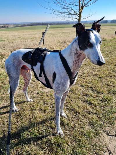 Windhunde - Treffen der besonderen Schönheiten
HERZLICH WILLKOMMEN-Beitrag-Bild