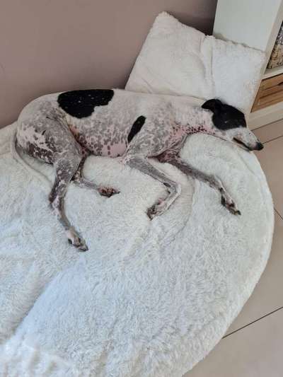 Windhunde - Treffen der besonderen Schönheiten
HERZLICH WILLKOMMEN-Beitrag-Bild