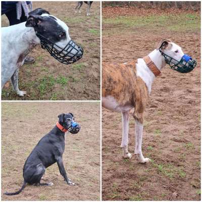 Windhunde - Treffen der besonderen Schönheiten
HERZLICH WILLKOMMEN-Beitrag-Bild