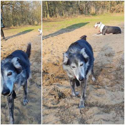 Windhunde - Treffen der besonderen Schönheiten
HERZLICH WILLKOMMEN-Beitrag-Bild