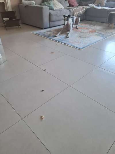 Windhunde - Treffen der besonderen Schönheiten
HERZLICH WILLKOMMEN-Beitrag-Bild