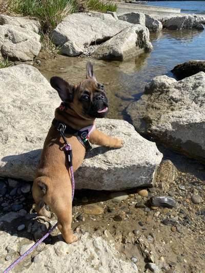 Challenge 23 : "  Euer Hund beim Frühlingserwachen "-Beitrag-Bild