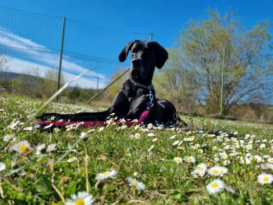 Deutsche Doggen Besitzer zeigt euch-Beitrag-Bild