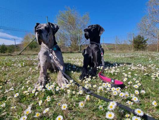Deutsche Doggen-Beitrag-Bild