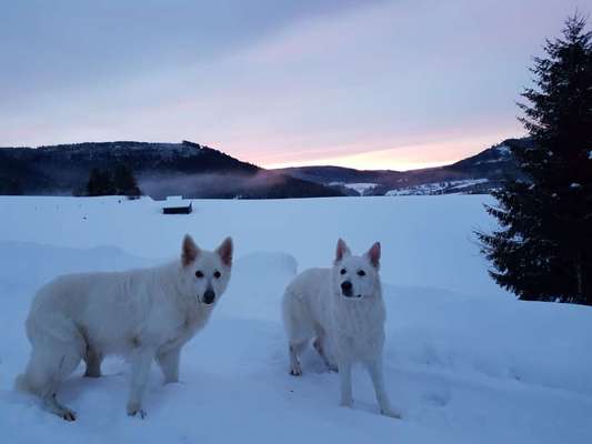 Zeigt mal die schönsten Bilder von euren Hunden !-Beitrag-Bild