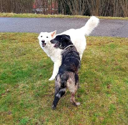 Zeigt mal die schönsten Bilder von euren Hunden !-Beitrag-Bild