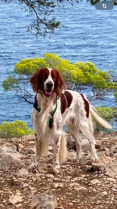 Setter Freunde ?-Beitrag-Bild