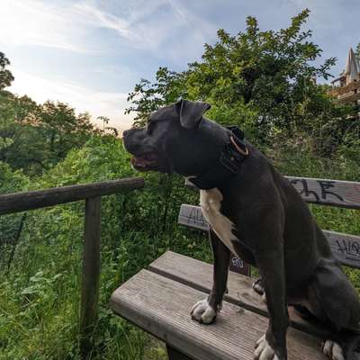 Hundetreffen-Suche Freunde für meinen paby-Bild