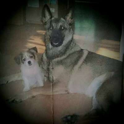 Die Dogorama Kalender Challenge Titelbild-Beitrag-Bild