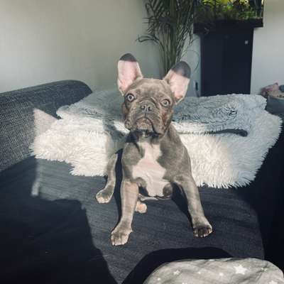 Hundetreffen-Französische Bulldogge sucht Spielpartner-Bild