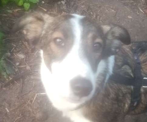 Die Augen Deines Hundes-Beitrag-Bild