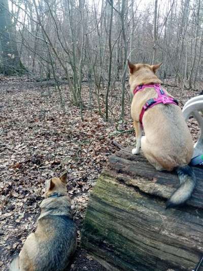 Auslandstierschutz-Beitrag-Bild