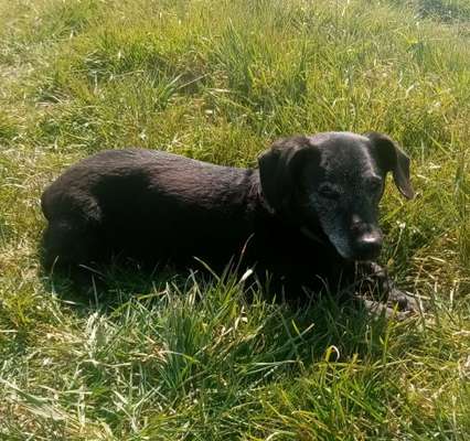 euer ältester Hund ?-Beitrag-Bild