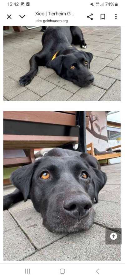 Tierschutzhunde suchen ein Zuhause-Beitrag-Bild