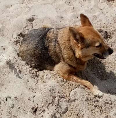 TierschutzhundeStammtisch🐕-Beitrag-Bild