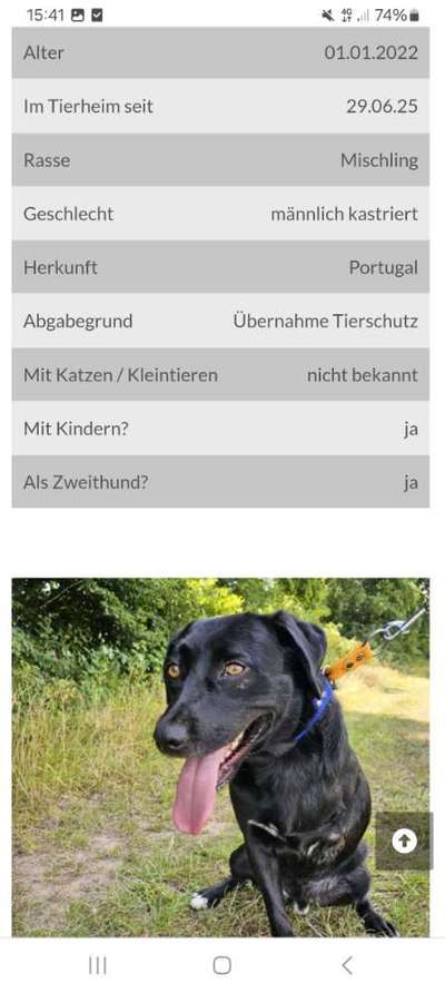 Tierschutzhunde suchen ein Zuhause-Beitrag-Bild