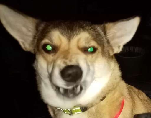 Zeige das lustigste Bild eures Hundis-Beitrag-Bild