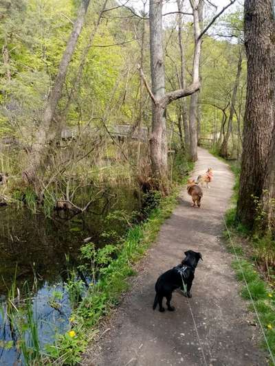 Dogorama Photo Challenge - Märchenwald-Beitrag-Bild