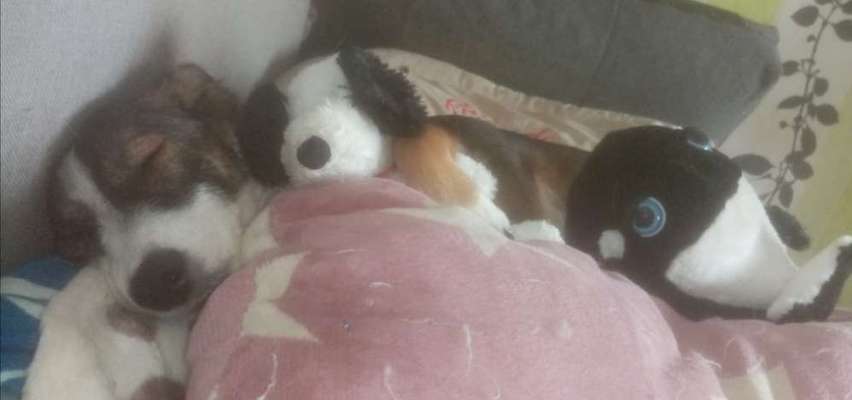 Auslandstierschutz-Beitrag-Bild