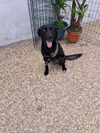 Tierschutzhunde suchen ein Zuhause-Beitrag-Bild