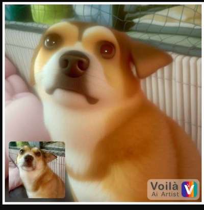 Voila app Bilder-Beitrag-Bild