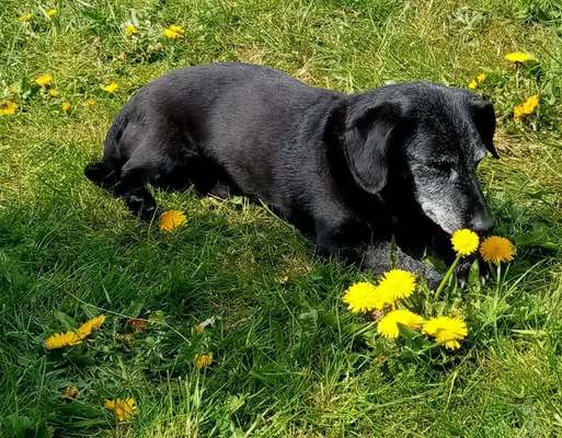 Unsere Fellnasen im Regenbogenland-Beitrag-Bild
