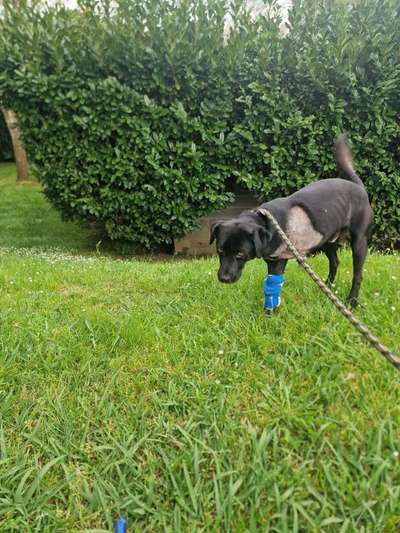 Tierschutzhunde suchen ein Zuhause-Beitrag-Bild