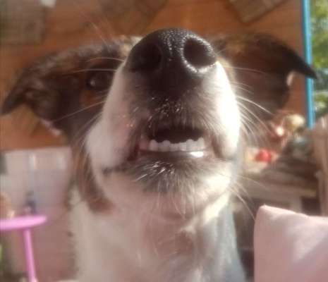 Zeigt mir die tollste Nahaufnahme von eurer Fellnase-Beitrag-Bild