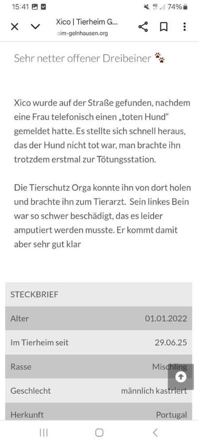 Tierschutzhunde suchen ein Zuhause-Beitrag-Bild