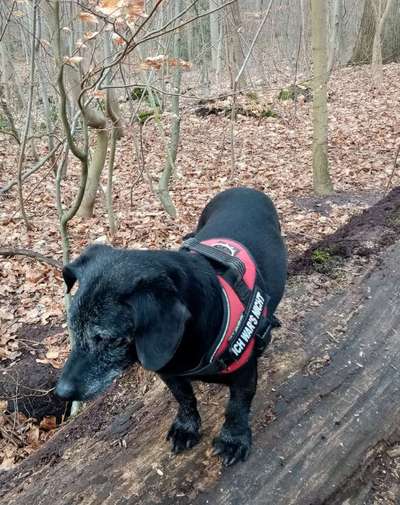 Hundewald-Beitrag-Bild