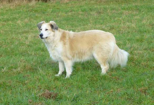 Mischlinge raten - Rätselspaß-Beitrag-Bild