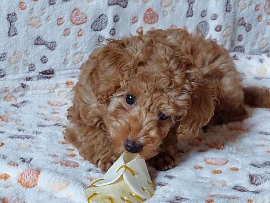 Alles rund um den Pudel-Beitrag-Bild