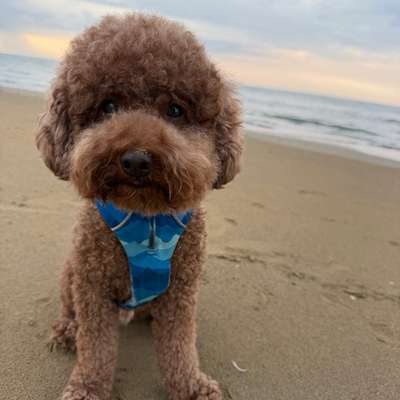 Hundetreffen-Playdate Junghund-Bild
