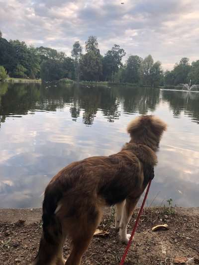 Hundetreffen-Rudi sucht neue Bekanntschaften zu spielen und Gassi gehen im Raum Biebrich,am ehesten am Abend-Bild