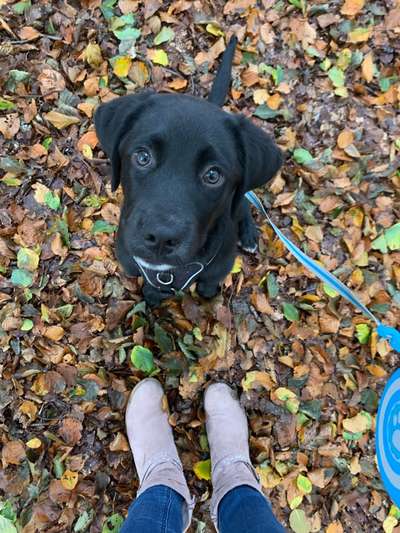 Aussiedors oder Leopard Labrador Gruppe-Beitrag-Bild