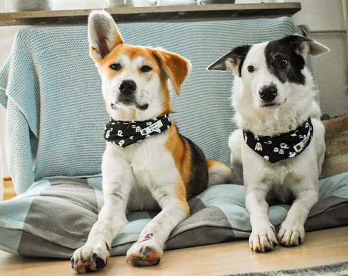 Mischlinge raten - Rätselspaß-Beitrag-Bild