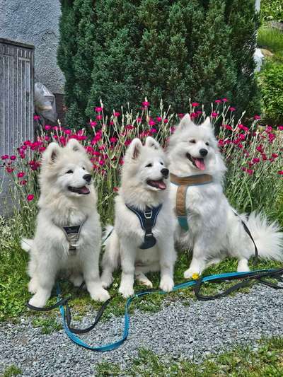 Samojede-Beitrag-Bild